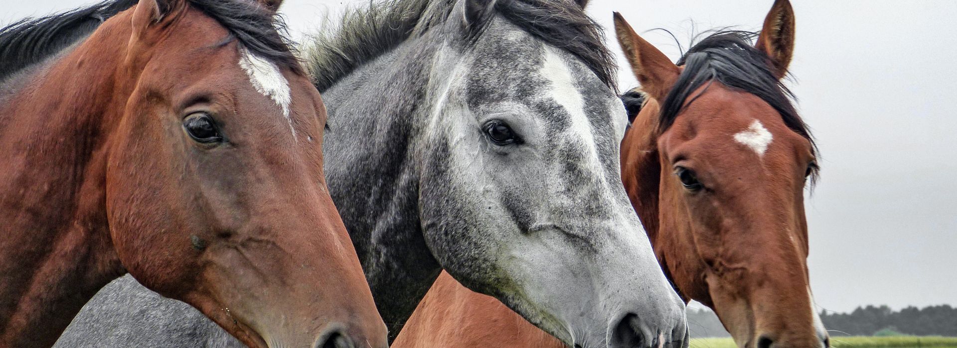 STATEWIDE HORSE TRANSPORT Transportation Perth Western Australia Horse Truck Freight WA StateTransport