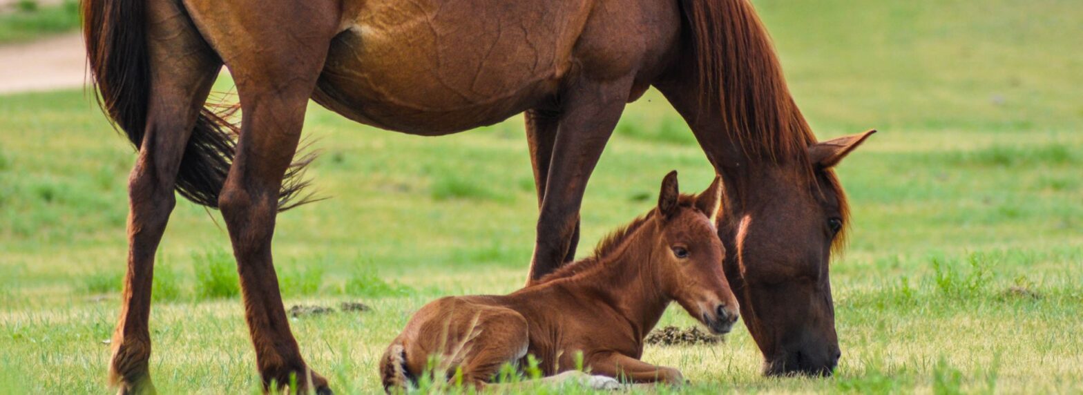 Equine Horse Transportation Perth Western Australia Horse Truck Freight WA Statewide Transport