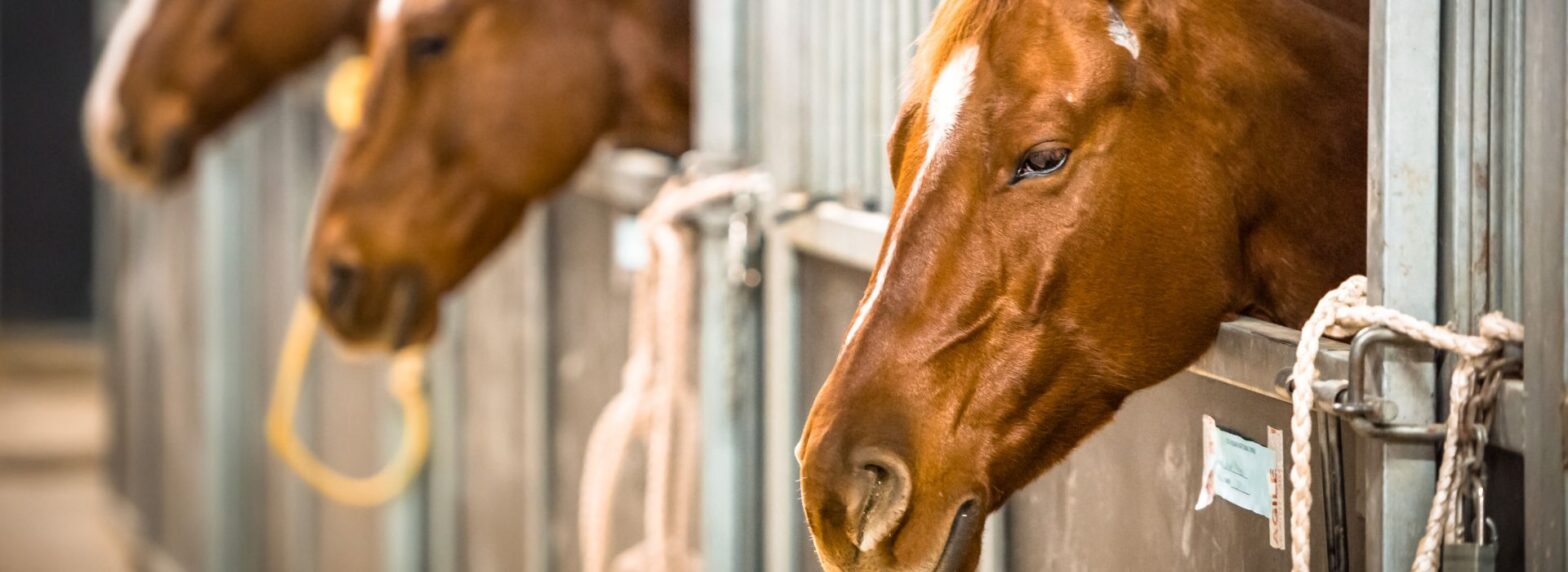 Statewide Horse Transportation Perth Western Australia Horse Truck Equine Freight WA Banner