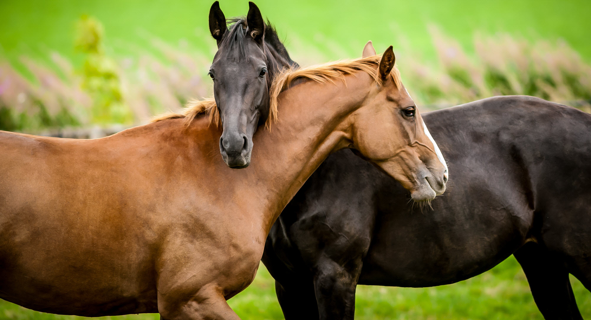 Transport of Horses Perth Western Australia Horse Statewide Geraldton Albany Kalgoorlie